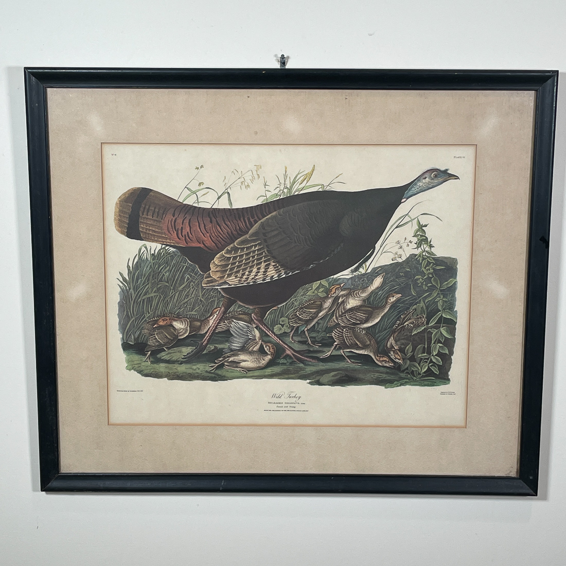 AUDUBON BIRD PRINT